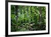 Appalachian Trail Massachusetts Forest Landscape-null-Framed Photo