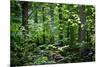 Appalachian Trail Massachusetts Forest Landscape-null-Mounted Photo