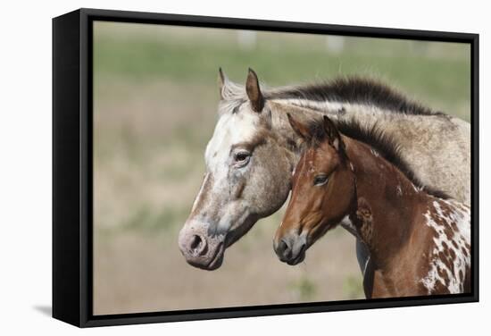 Appaloosa 001-Bob Langrish-Framed Stretched Canvas