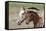 Appaloosa 001-Bob Langrish-Framed Stretched Canvas