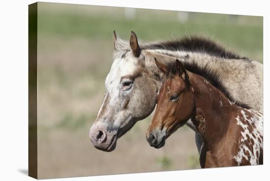 Appaloosa 001-Bob Langrish-Stretched Canvas