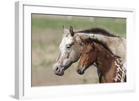 Appaloosa 001-Bob Langrish-Framed Photographic Print