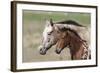 Appaloosa 001-Bob Langrish-Framed Photographic Print