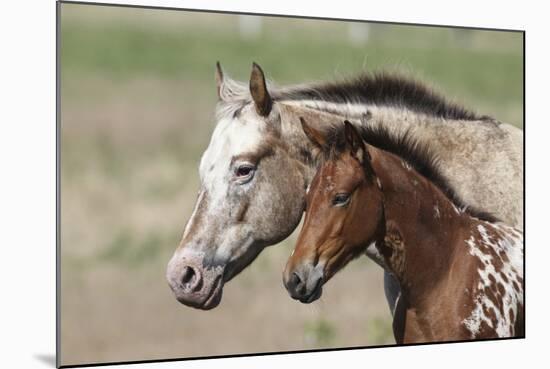 Appaloosa 001-Bob Langrish-Mounted Photographic Print