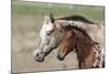 Appaloosa 001-Bob Langrish-Mounted Photographic Print