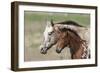 Appaloosa 001-Bob Langrish-Framed Photographic Print