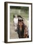 Appaloosa 002-Bob Langrish-Framed Photographic Print