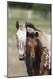 Appaloosa 002-Bob Langrish-Mounted Photographic Print