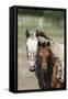 Appaloosa 002-Bob Langrish-Framed Stretched Canvas