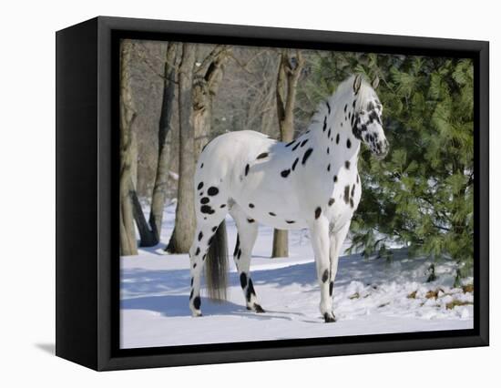 Appaloosa Horse in Snow, Illinois, USA-Lynn M. Stone-Framed Stretched Canvas