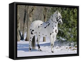 Appaloosa Horse in Snow, Illinois, USA-Lynn M. Stone-Framed Stretched Canvas