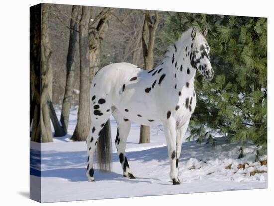 Appaloosa Horse in Snow, Illinois, USA-Lynn M. Stone-Stretched Canvas