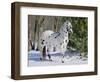 Appaloosa Horse in Snow, Illinois, USA-Lynn M. Stone-Framed Premium Photographic Print