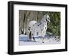 Appaloosa Horse in Snow, Illinois, USA-Lynn M. Stone-Framed Premium Photographic Print