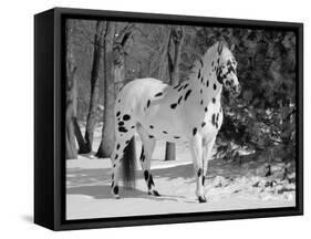 Appaloosa Horse in Snow, Illinois, USA-Lynn M. Stone-Framed Stretched Canvas