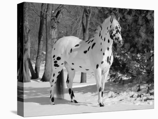 Appaloosa Horse in Snow, Illinois, USA-Lynn M. Stone-Stretched Canvas