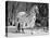 Appaloosa Horse in Snow, Illinois, USA-Lynn M. Stone-Stretched Canvas