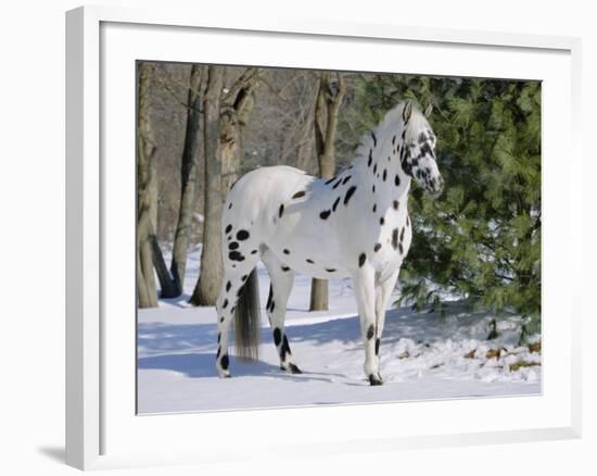 Appaloosa Horse in Snow, Illinois, USA-Lynn M. Stone-Framed Photographic Print