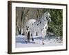 Appaloosa Horse in Snow, Illinois, USA-Lynn M. Stone-Framed Photographic Print