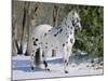 Appaloosa Horse in Snow, Illinois, USA-Lynn M. Stone-Mounted Photographic Print