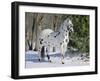 Appaloosa Horse in Snow, Illinois, USA-Lynn M. Stone-Framed Photographic Print