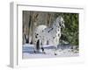 Appaloosa Horse in Snow, Illinois, USA-Lynn M. Stone-Framed Photographic Print