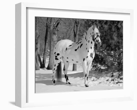 Appaloosa Horse in Snow, Illinois, USA-Lynn M. Stone-Framed Photographic Print