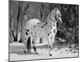 Appaloosa Horse in Snow, Illinois, USA-Lynn M. Stone-Mounted Photographic Print