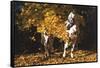 Appaloosa Horse Standing Among Yellow Maple Boughs in November, Elburn, Illinois, USA-Lynn M^ Stone-Framed Stretched Canvas