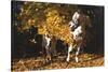 Appaloosa Horse Standing Among Yellow Maple Boughs in November, Elburn, Illinois, USA-Lynn M^ Stone-Stretched Canvas