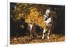 Appaloosa Horse Standing Among Yellow Maple Boughs in November, Elburn, Illinois, USA-Lynn M^ Stone-Framed Photographic Print