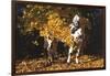 Appaloosa Horse Standing Among Yellow Maple Boughs in November, Elburn, Illinois, USA-Lynn M^ Stone-Framed Photographic Print