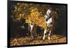 Appaloosa Horse Standing Among Yellow Maple Boughs in November, Elburn, Illinois, USA-Lynn M^ Stone-Framed Photographic Print