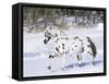 Appaloosa Horse Trotting Through Snow, USA-Lynn M^ Stone-Framed Stretched Canvas