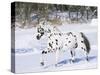 Appaloosa Horse Trotting Through Snow, USA-Lynn M^ Stone-Stretched Canvas