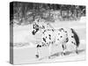 Appaloosa Horse Trotting Through Snow, USA-Lynn M. Stone-Stretched Canvas