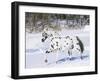 Appaloosa Horse Trotting Through Snow, USA-Lynn M^ Stone-Framed Photographic Print