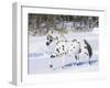 Appaloosa Horse Trotting Through Snow, USA-Lynn M^ Stone-Framed Photographic Print