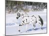Appaloosa Horse Trotting Through Snow, USA-Lynn M^ Stone-Mounted Photographic Print