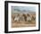 Appaloosa II-Ron Jenkins-Framed Art Print