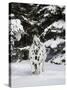 Appaloosa in Snow, Illinois-Lynn M^ Stone-Stretched Canvas