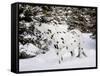 Appaloosa in Snow, Illinois-Lynn M^ Stone-Framed Stretched Canvas