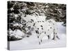 Appaloosa in Snow, Illinois-Lynn M^ Stone-Stretched Canvas