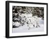 Appaloosa in Snow, Illinois-Lynn M^ Stone-Framed Photographic Print