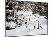 Appaloosa in Snow, Illinois-Lynn M^ Stone-Mounted Photographic Print