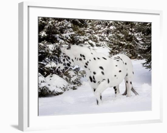 Appaloosa in Snow, Illinois-Lynn M^ Stone-Framed Photographic Print