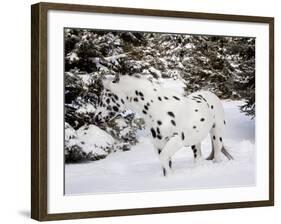 Appaloosa in Snow, Illinois-Lynn M^ Stone-Framed Photographic Print