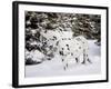 Appaloosa in Snow, Illinois-Lynn M^ Stone-Framed Photographic Print