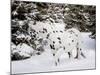 Appaloosa in Snow, Illinois-Lynn M^ Stone-Mounted Photographic Print