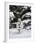 Appaloosa in Snow, Illinois-Lynn M^ Stone-Framed Photographic Print